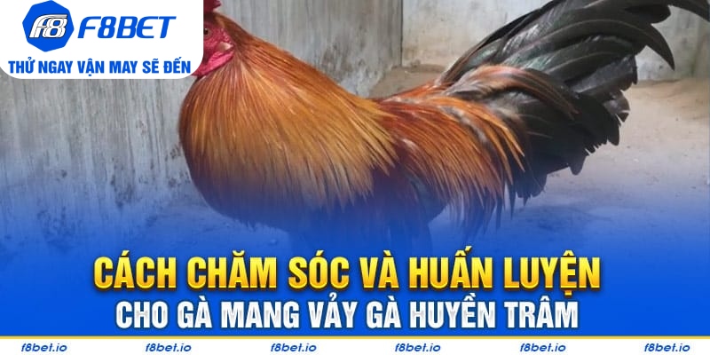 Những cách xem vảy gà huyền trâm dành cho người mới